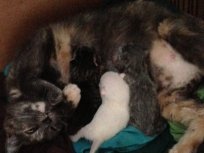 Apollo the cat with three kittens
