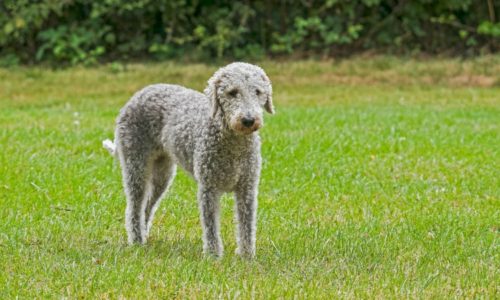 Bedlington Terrier in a field