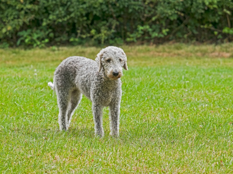 Bedlington Terrier in a field