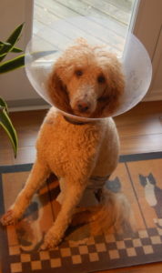 Cliff the dog wearing a cone