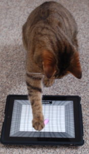 Clinck the cat playing with an iPad