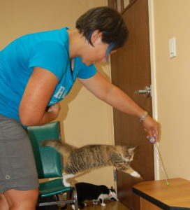 Lisa-Marie training a cat to jump