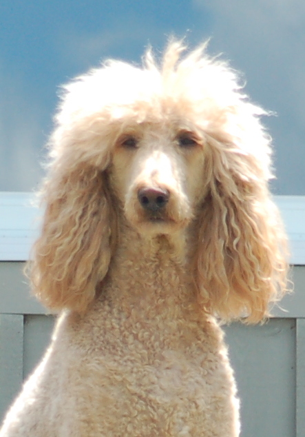 Cliff the poodle