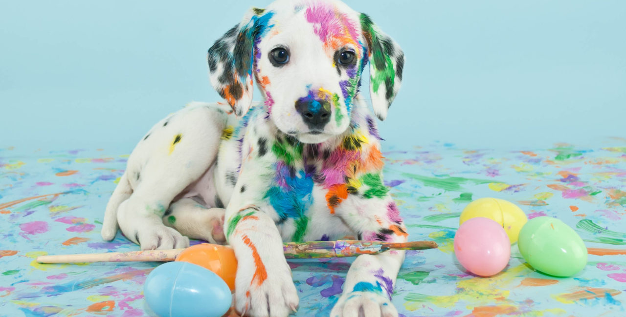 Dalmatian puppy covered in paint with plastic easter eggs