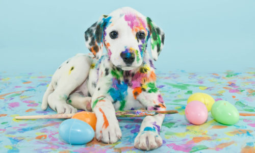 Dalmatian puppy covered in paint with plastic easter eggs
