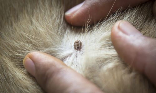 close up of an adult tick on dog fur
