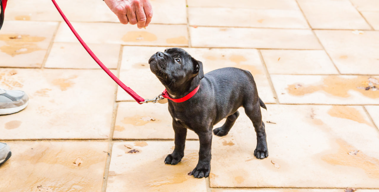 Cute Staffordshire Bull Terrier puppy training on a red leash.