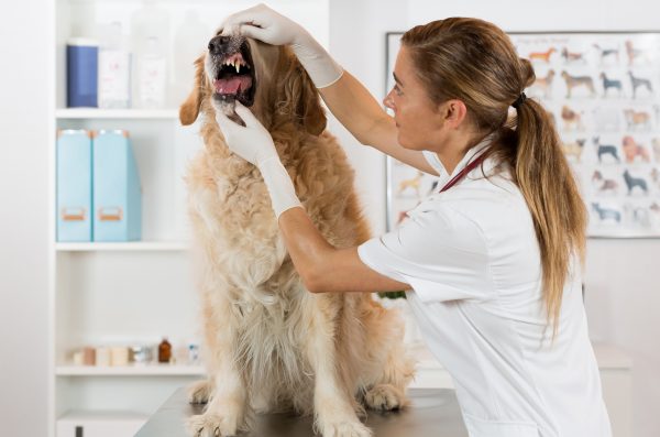 Veterinarian opening a dog's mouth and showing its teeth