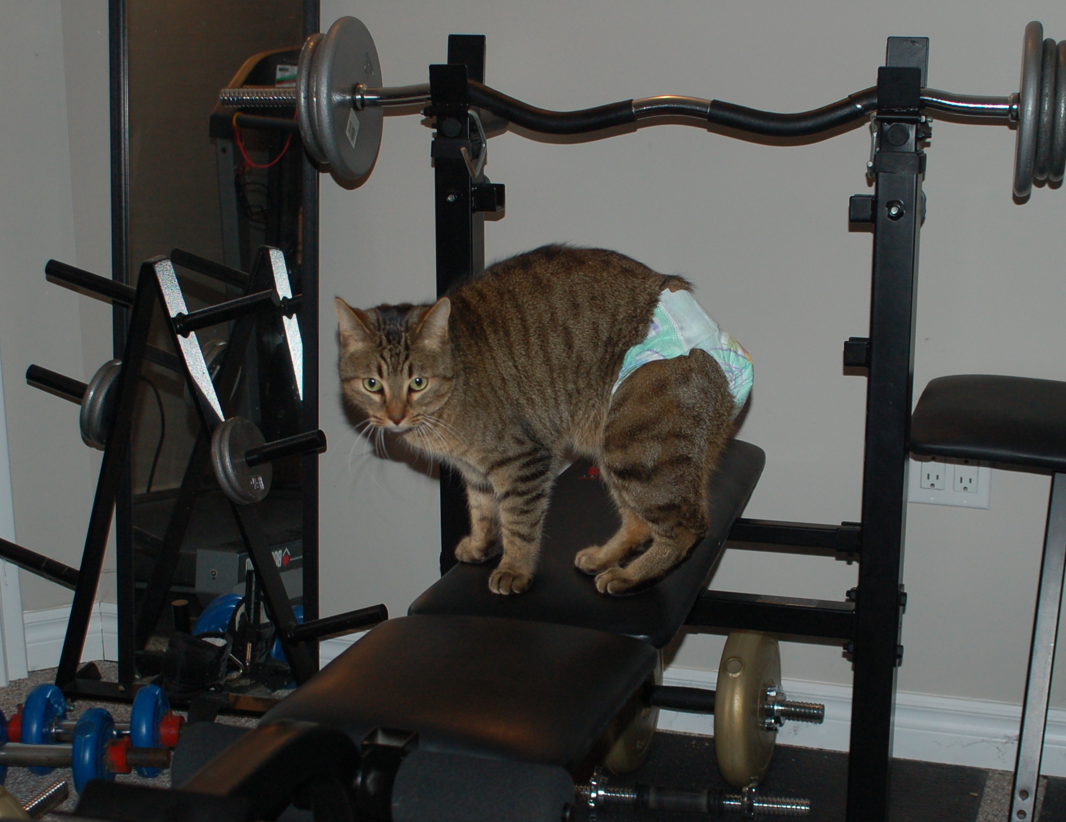 Clinck the cat wearing a diaper and standing on gym equipment