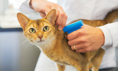 Cat getting a vaccine from a veterinarian