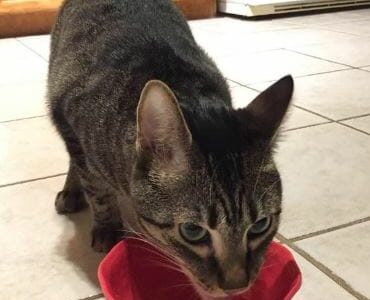 A cat drinking out of a red bowl