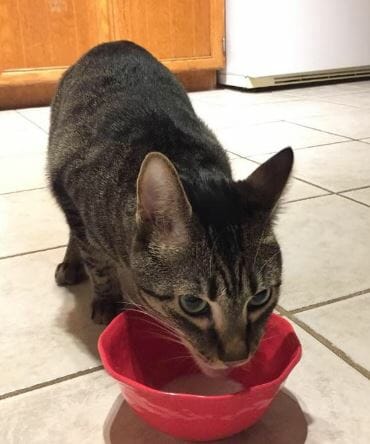 A cat drinking out of a red bowl