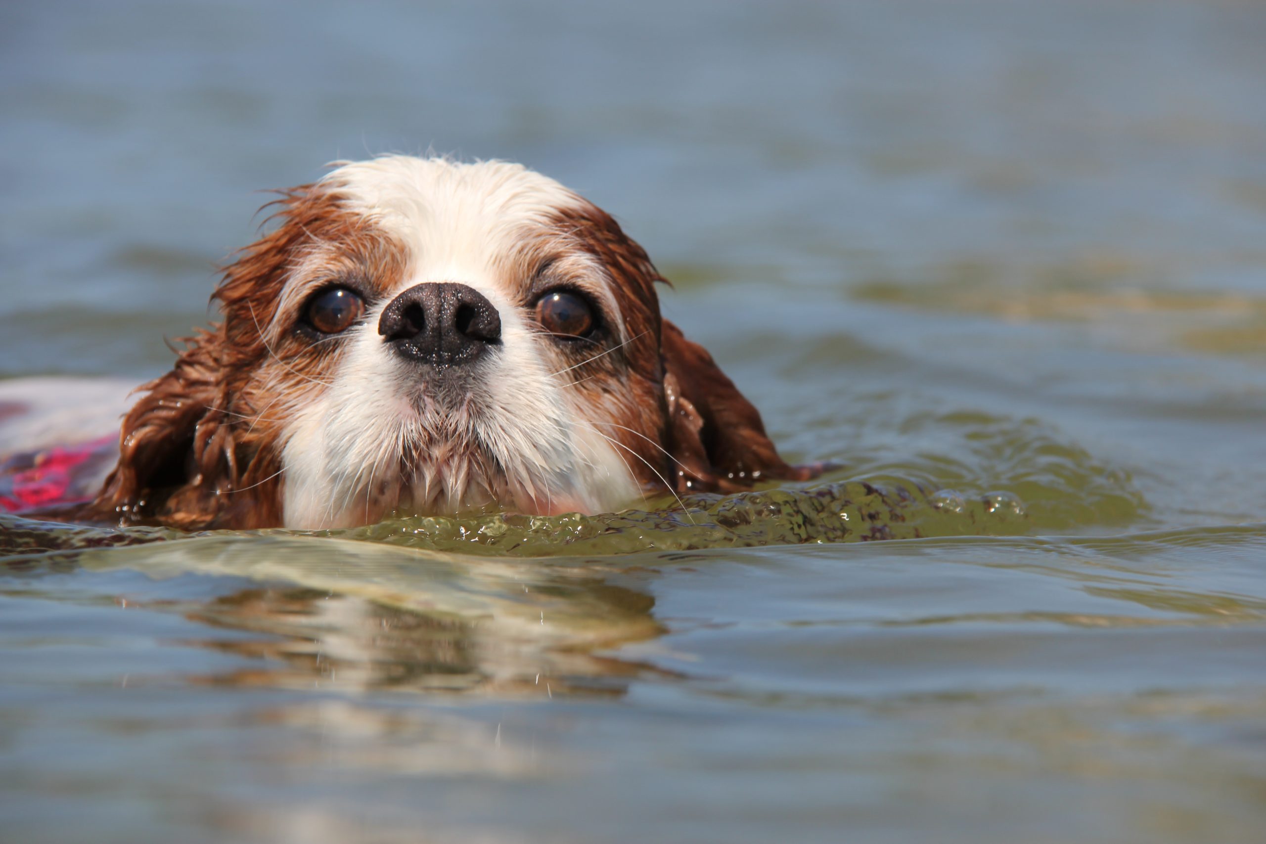 Merlin the dog swimming