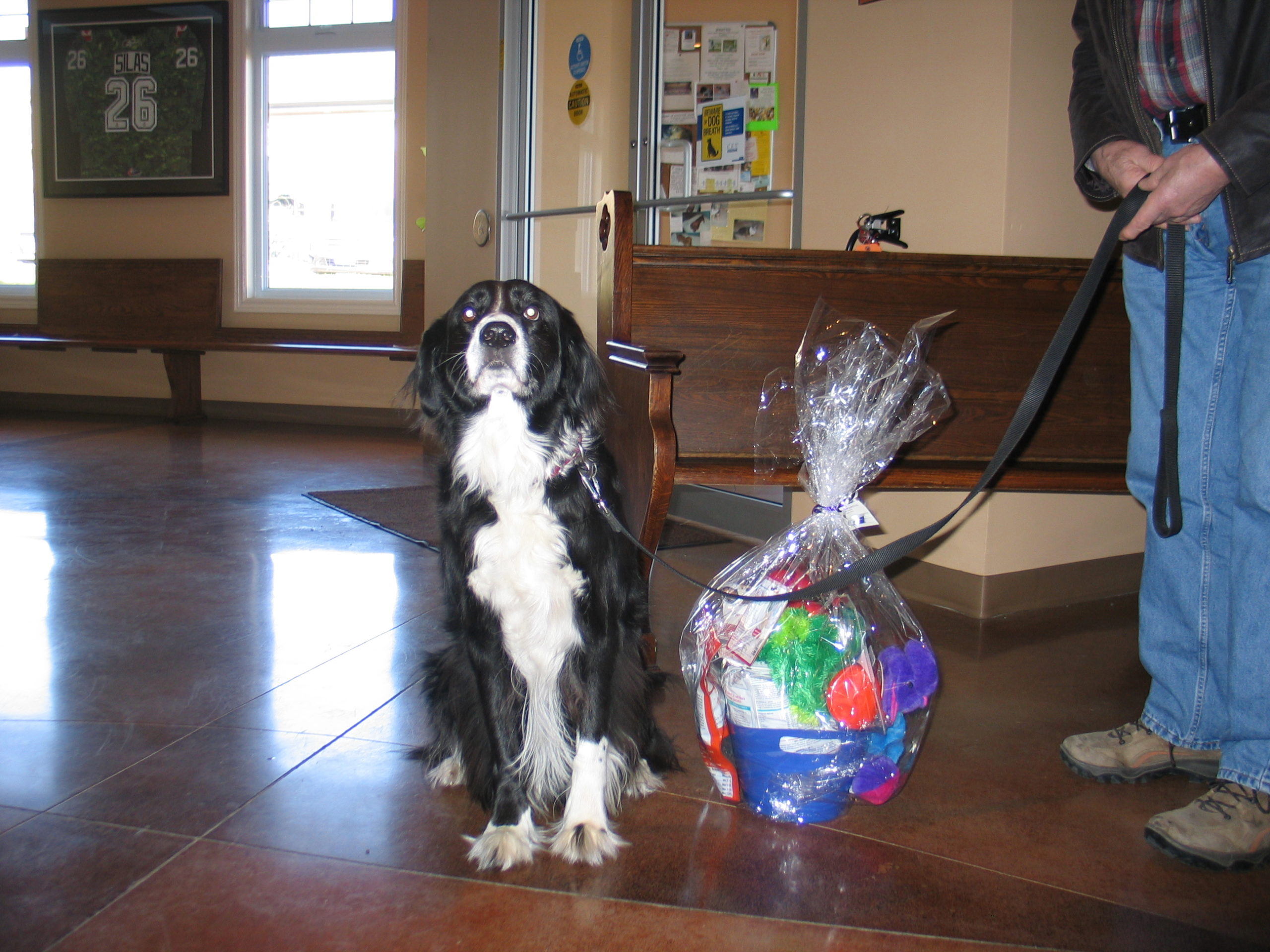 Harry the dog with a gift basket from the farley foundation fundraiser