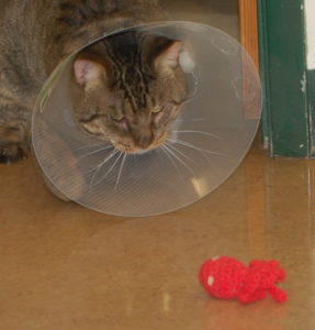Leland the cat wearing a cone with his octopus toy