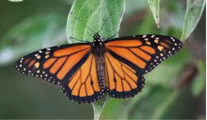The Monarch Butterfly - Hillcrest Animal Hospital