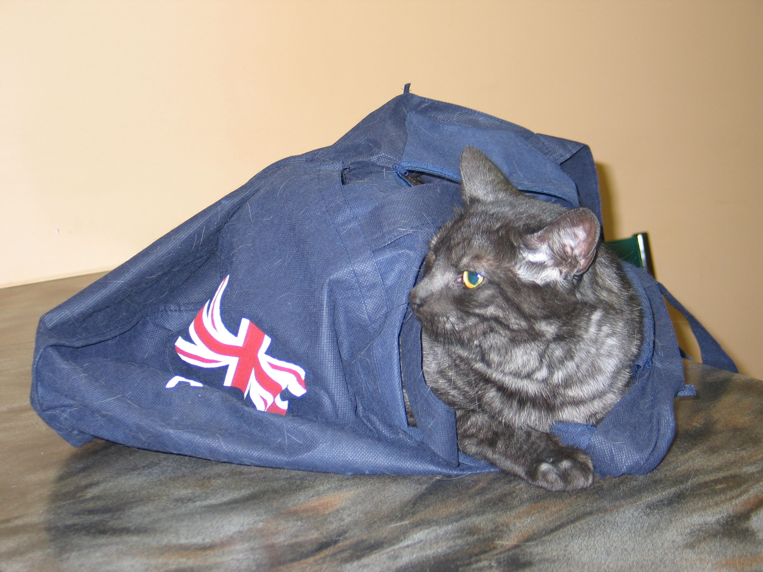 Smokey the cat sitting in a mesh shopping bag
