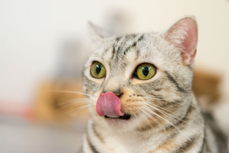 A cat sticking its tongue out