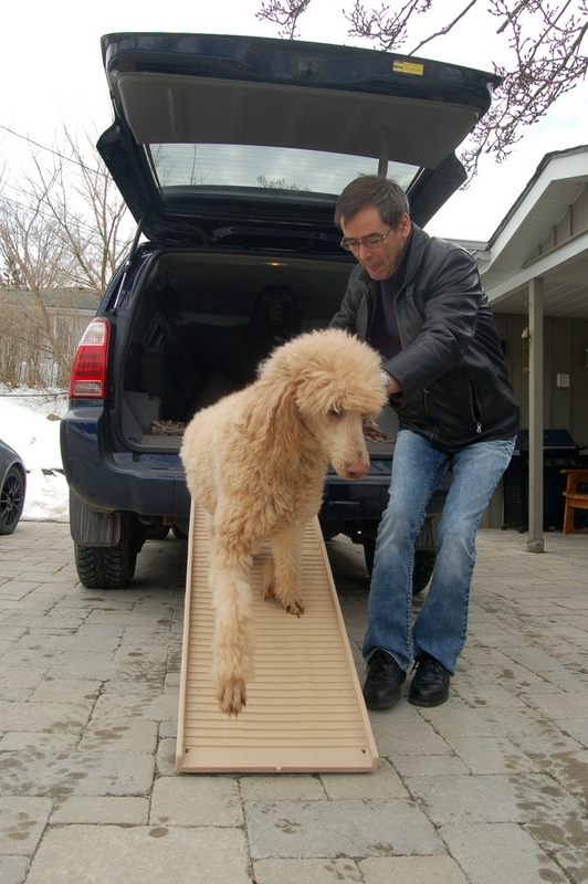 Man helping a poodle on a ramp