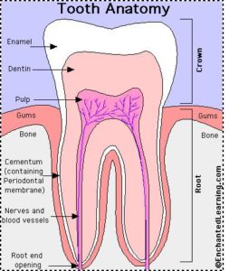 Diagram of tooth anatomy