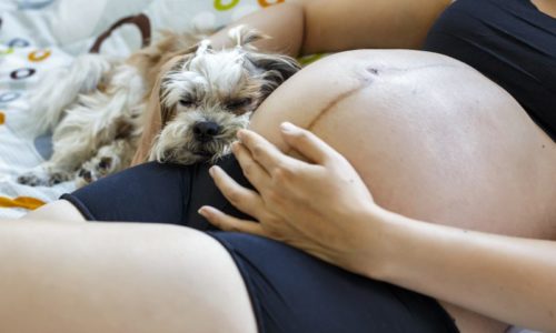 dog with baby bump