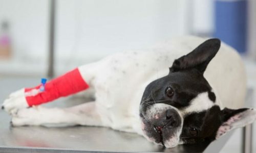 A sad dog lying down with a red bandage
