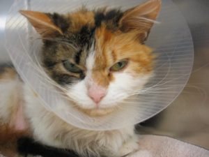 Calico kitty wearing a cone