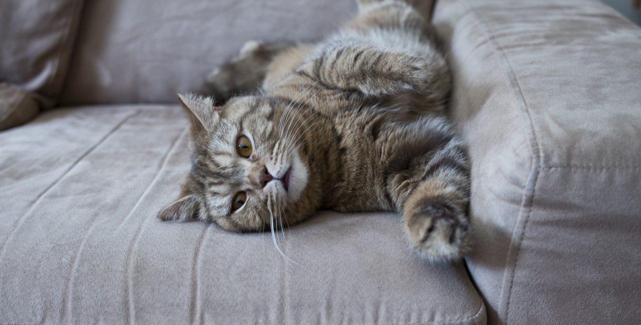 Lazy cat lying sideways on a grey couch