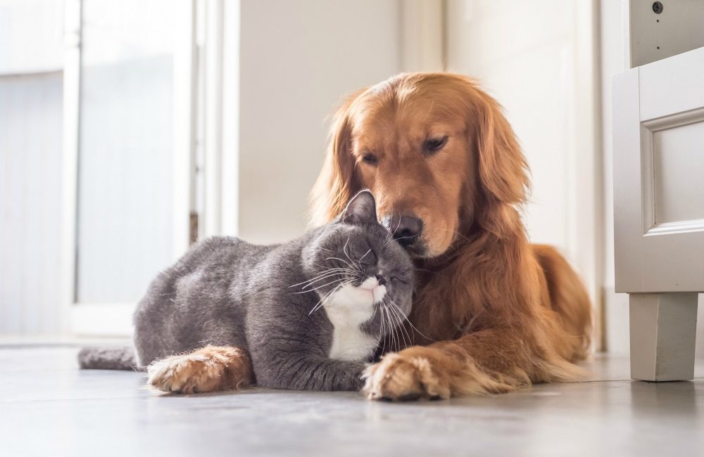 A cat and dog lying down and snuggling up to each other