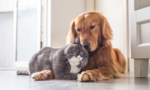 A cat and dog lying down and snuggling up to each other