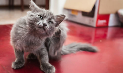 Grey kitten scratching its leg