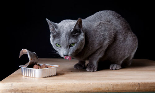 Cat eating canned food