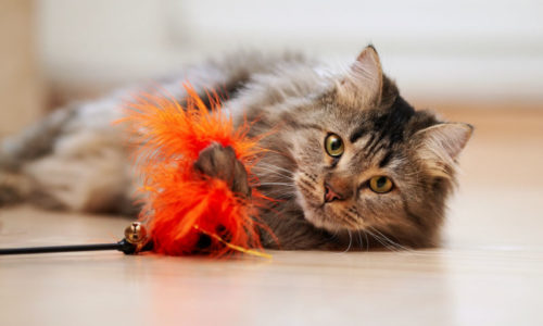 Tips for Keeping Your Indoor Cat Active