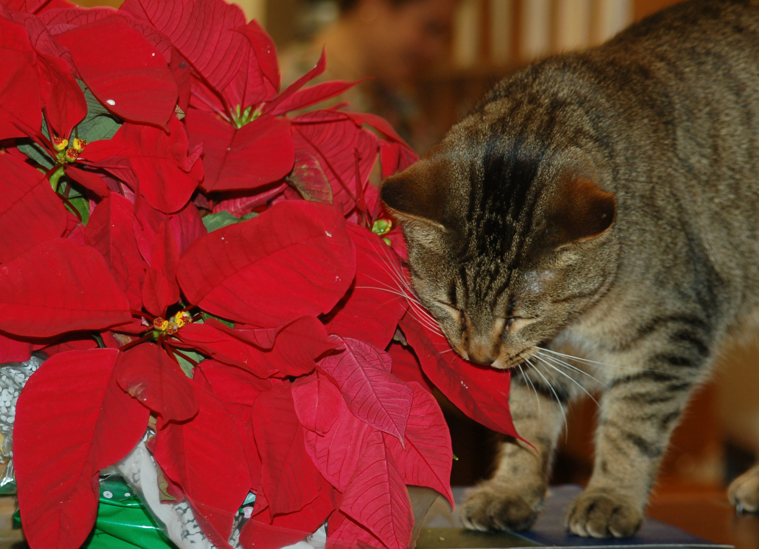 Clinck the cat biting a red plant leaf