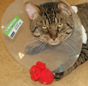 Leland the cat wearing a cone with his octopus toy
