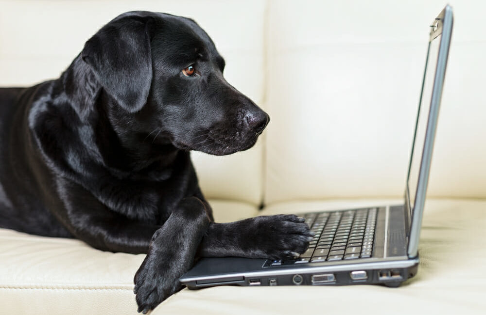Black dog looking at a laptop