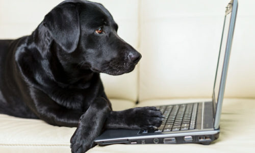 Black dog looking at a laptop