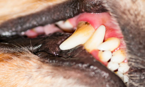 Recognizing Dental Disease in Your Pets