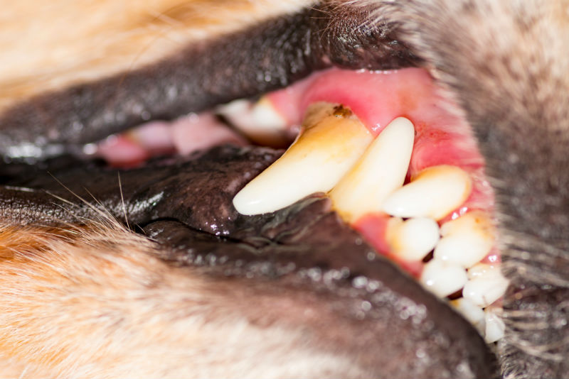 Recognizing Dental Disease in Your Pets
