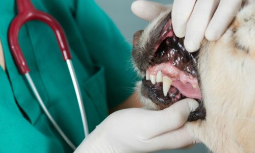 Veterinarian opening a dog's mouth and showing its teeth