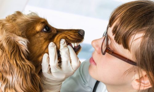 dental dog care