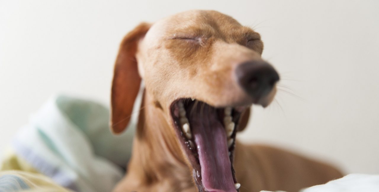 A yawning dog sitting in a blanket