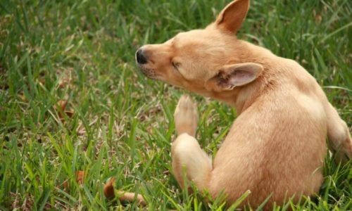 Puppy sitting in grass and scratching its leg