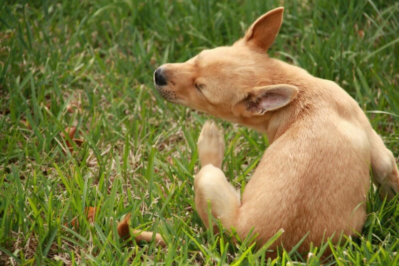 Puppy sitting in grass and scratching its leg
