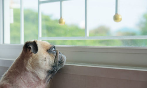 Dog staring at window