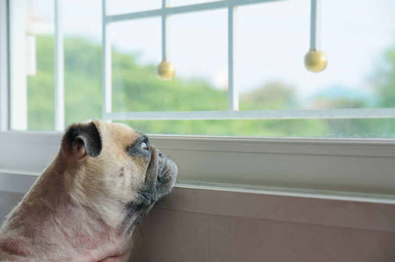 Dog staring at window