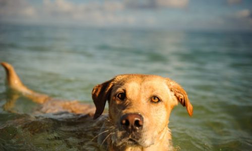 Swimming dog in a lake