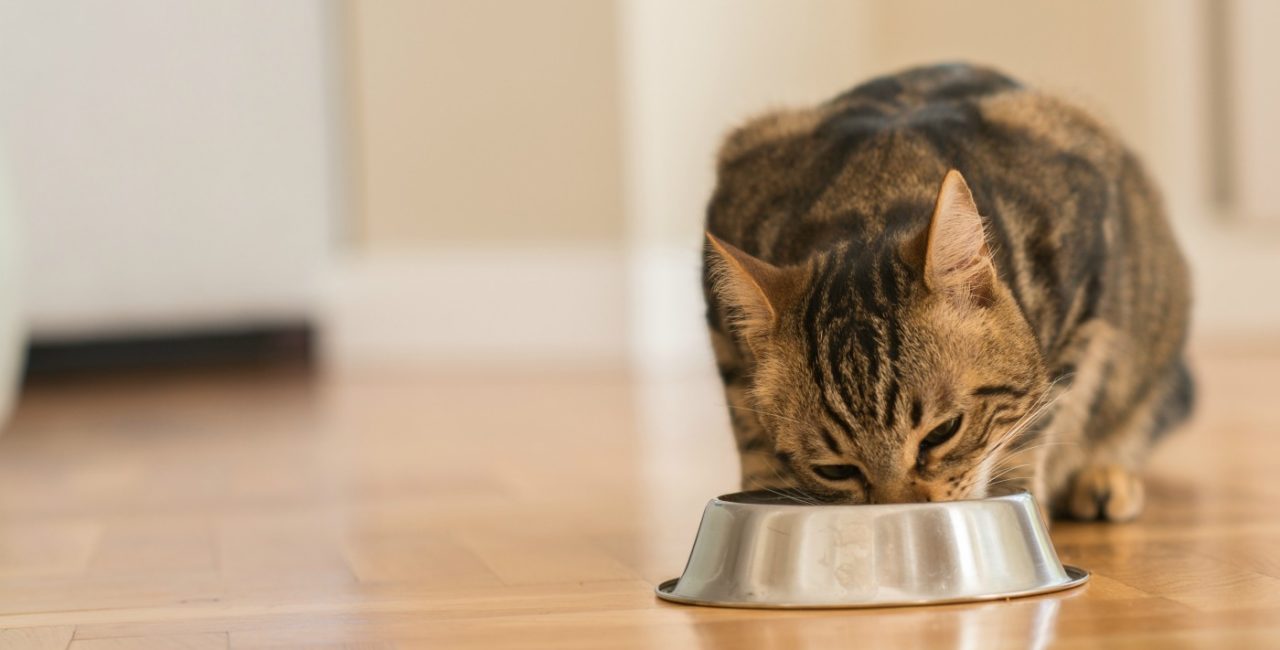 A cat eating out of a bowl