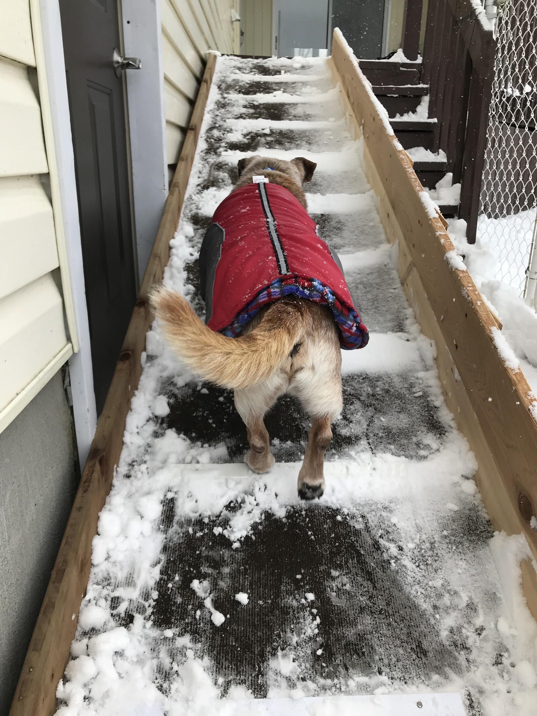 Back view of a dog wearing a jacket and walking up snowy stairs