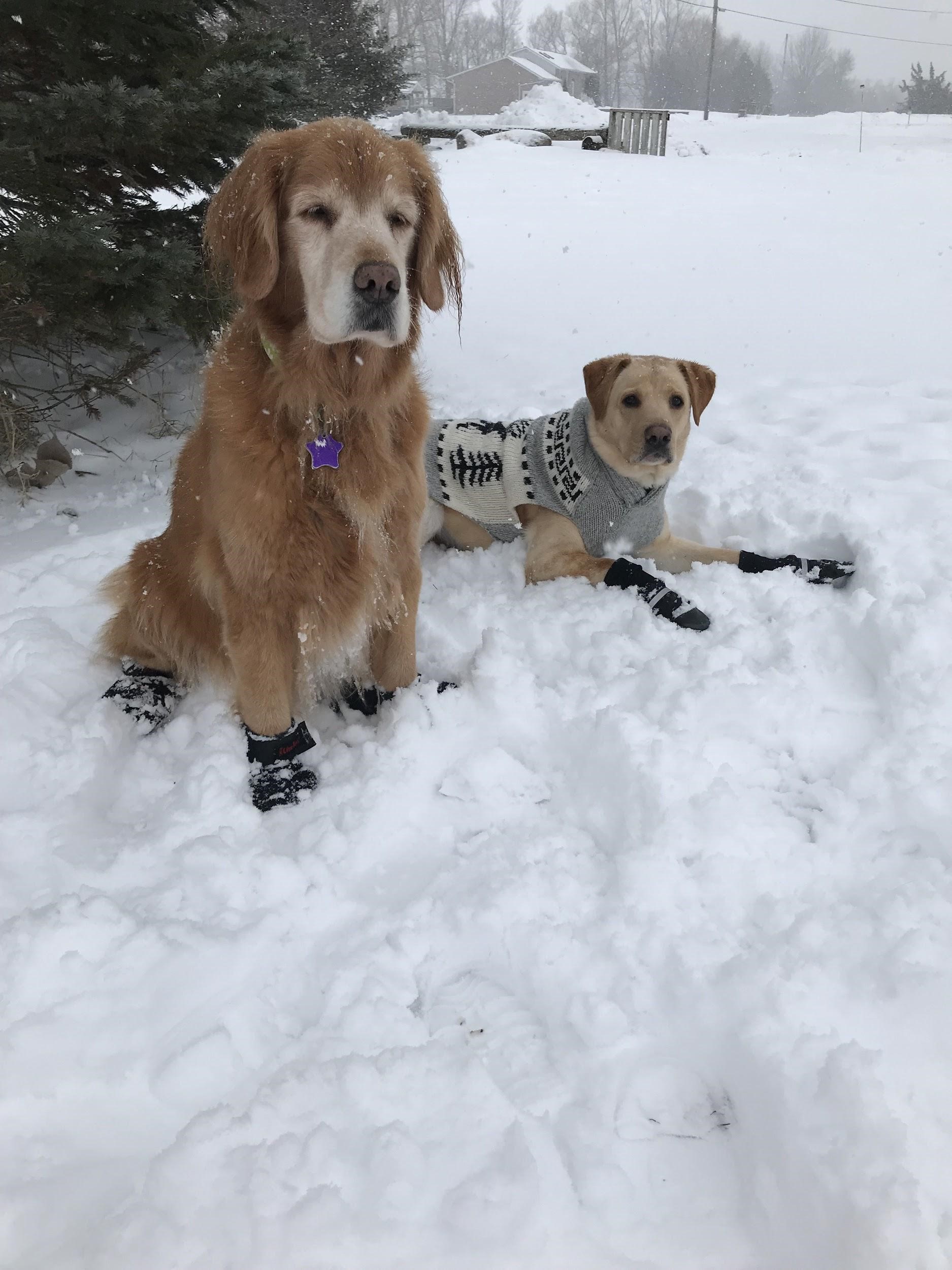 Two dogs sitting in snow